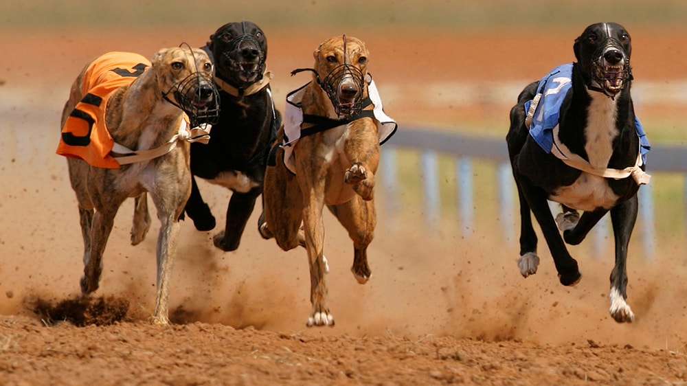 Dog races
